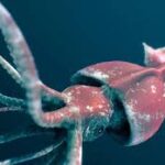 謎の超巨大軟体動物巨大イカのたんぱく質方解石 に関する知って得する情報